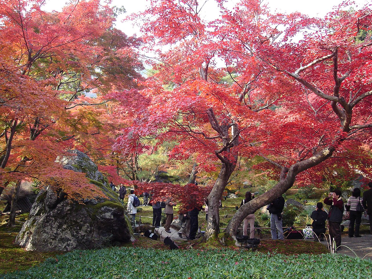 Autumn leaves at Hogon-in Temple, Kyoto, Japan