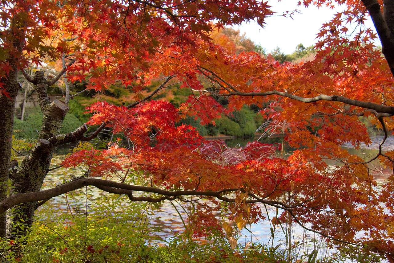 Autumn leaves at Kinkaku-ji (Golden Pavilion), Kyoto, Japan