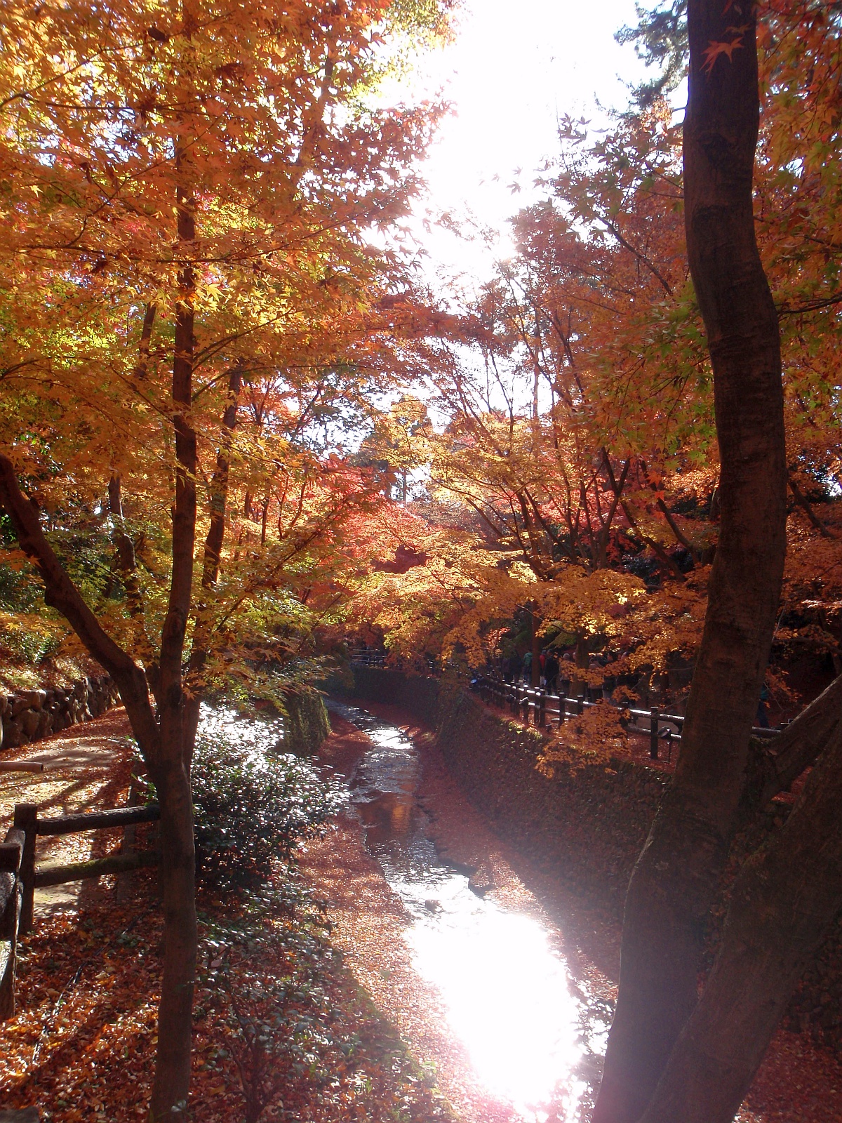 Autumn leaves at Kitano Tenmangu Momiji-en, Kyoto, Japan
