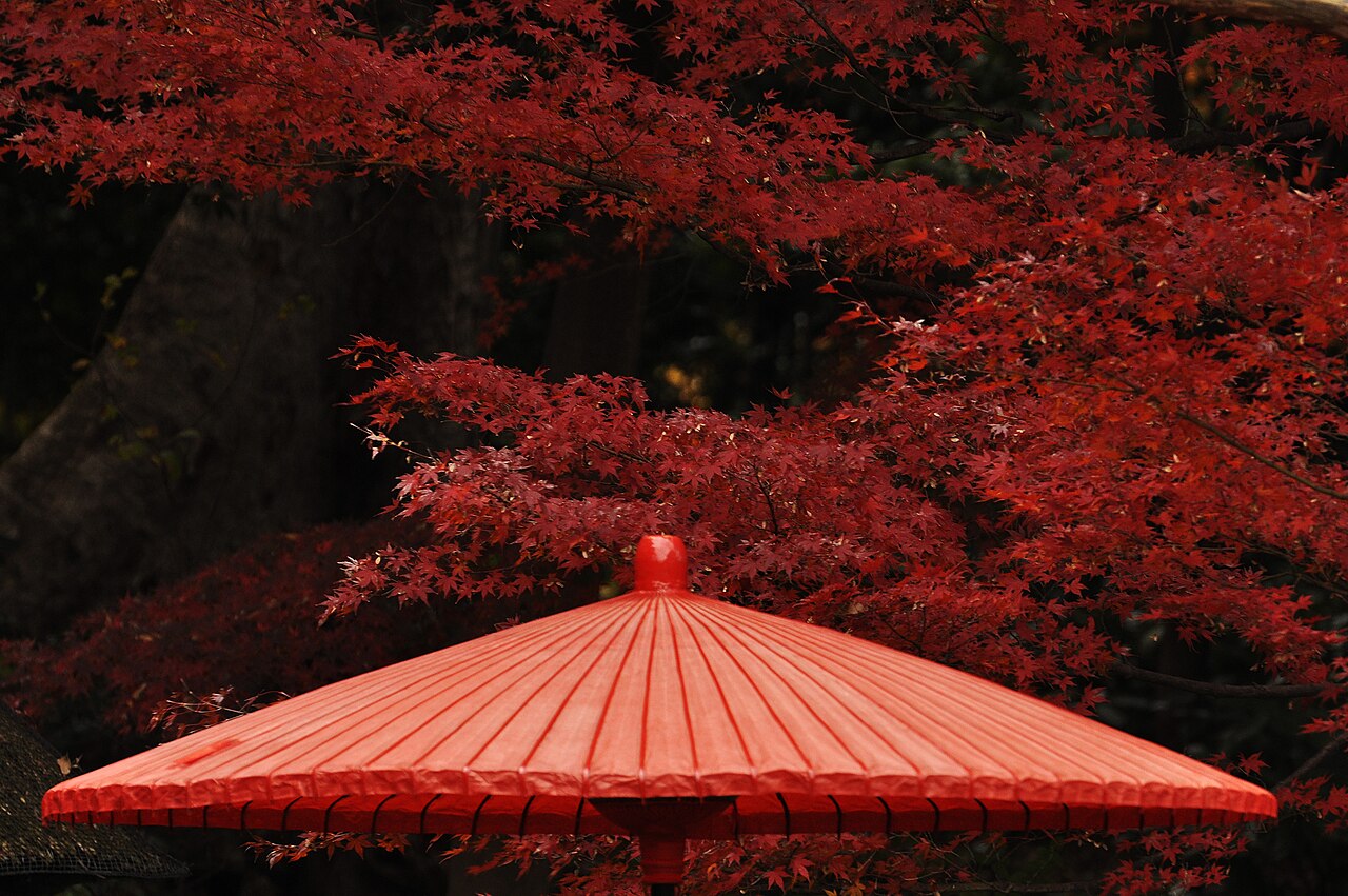 Autumn leaves at Koishikawa Korakuen Garden, Bunkyo, Tokyo, Japan