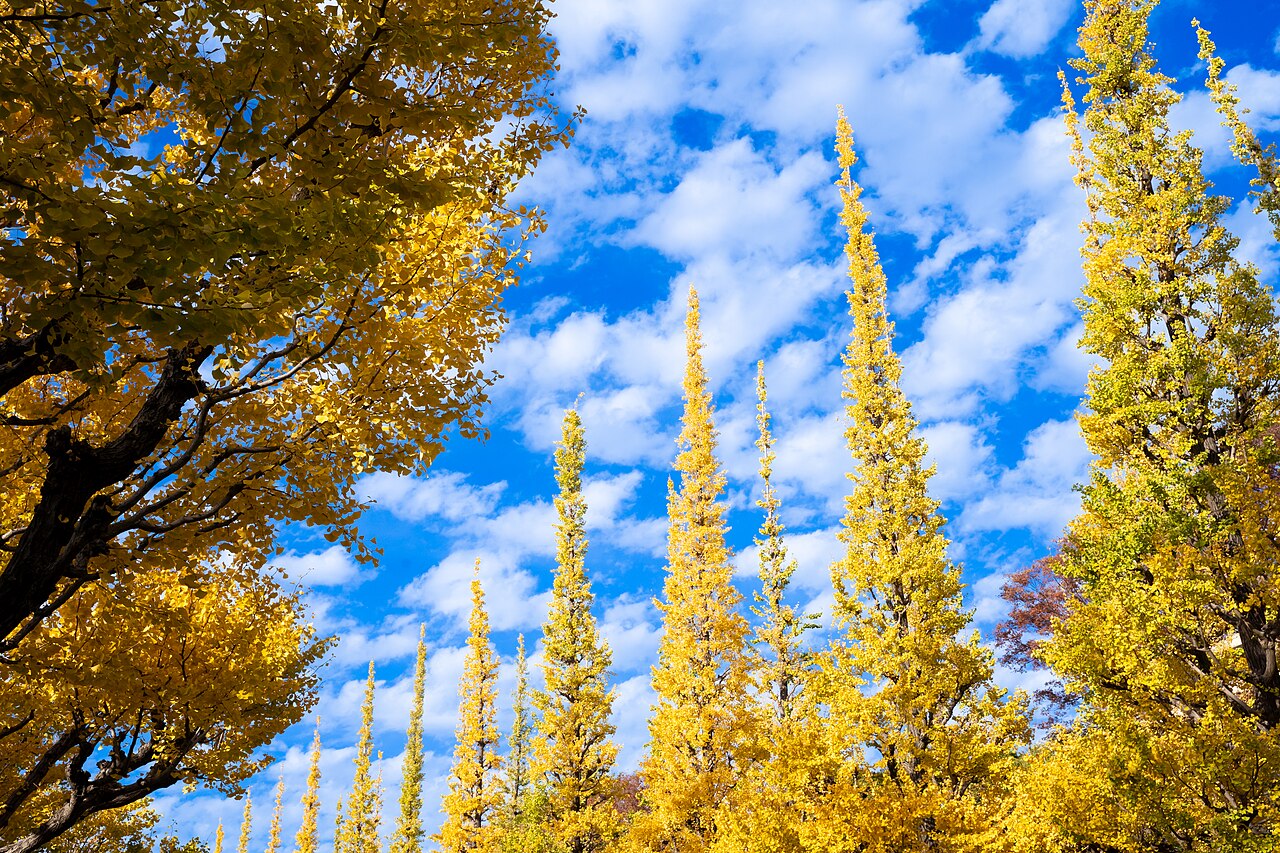 Autumn leaves at Meiji Jingu Gaien, Minato, Japan
