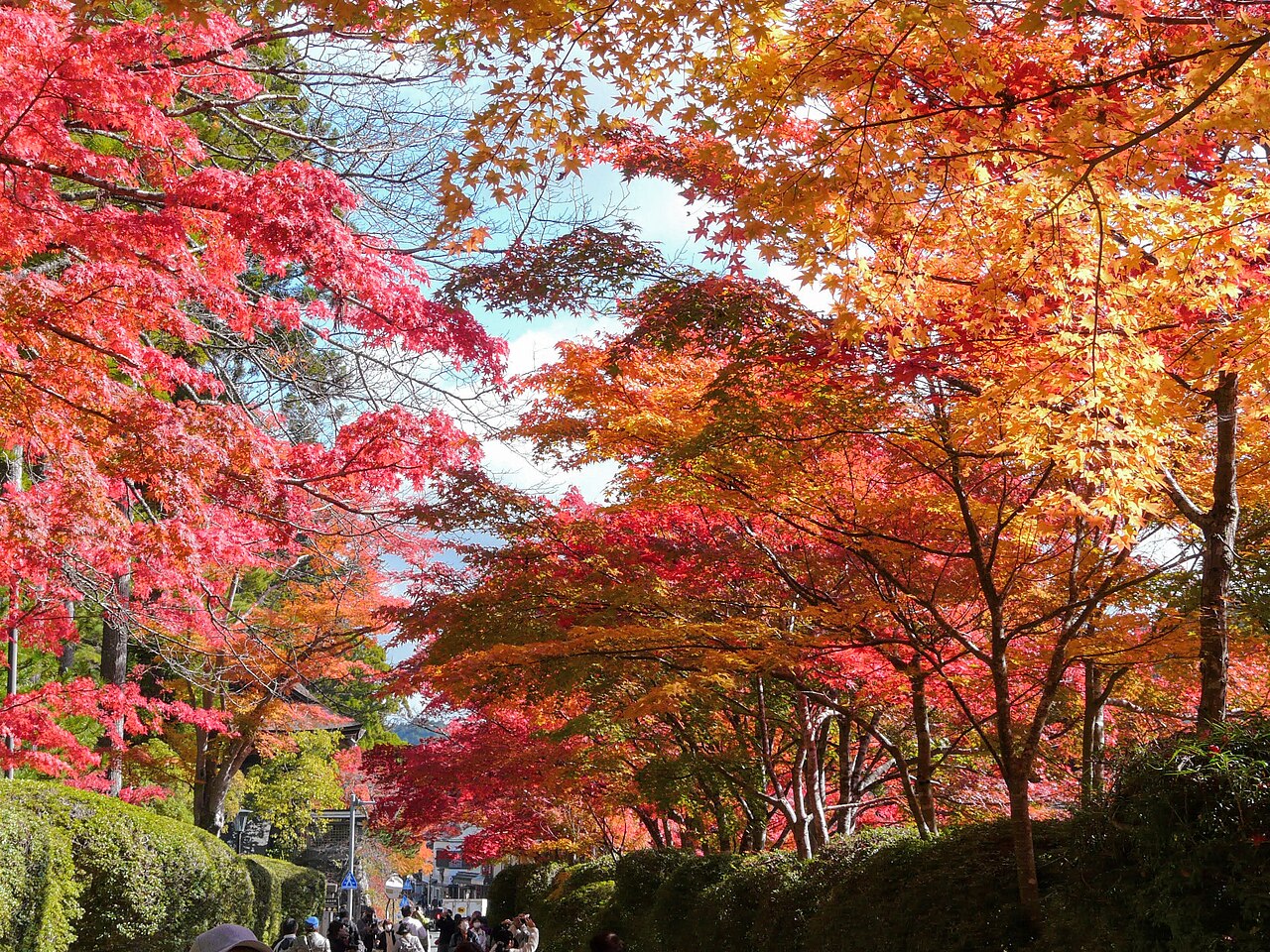 Autumn leaves at Mt. Koya (Koyasan), Koya, Japan