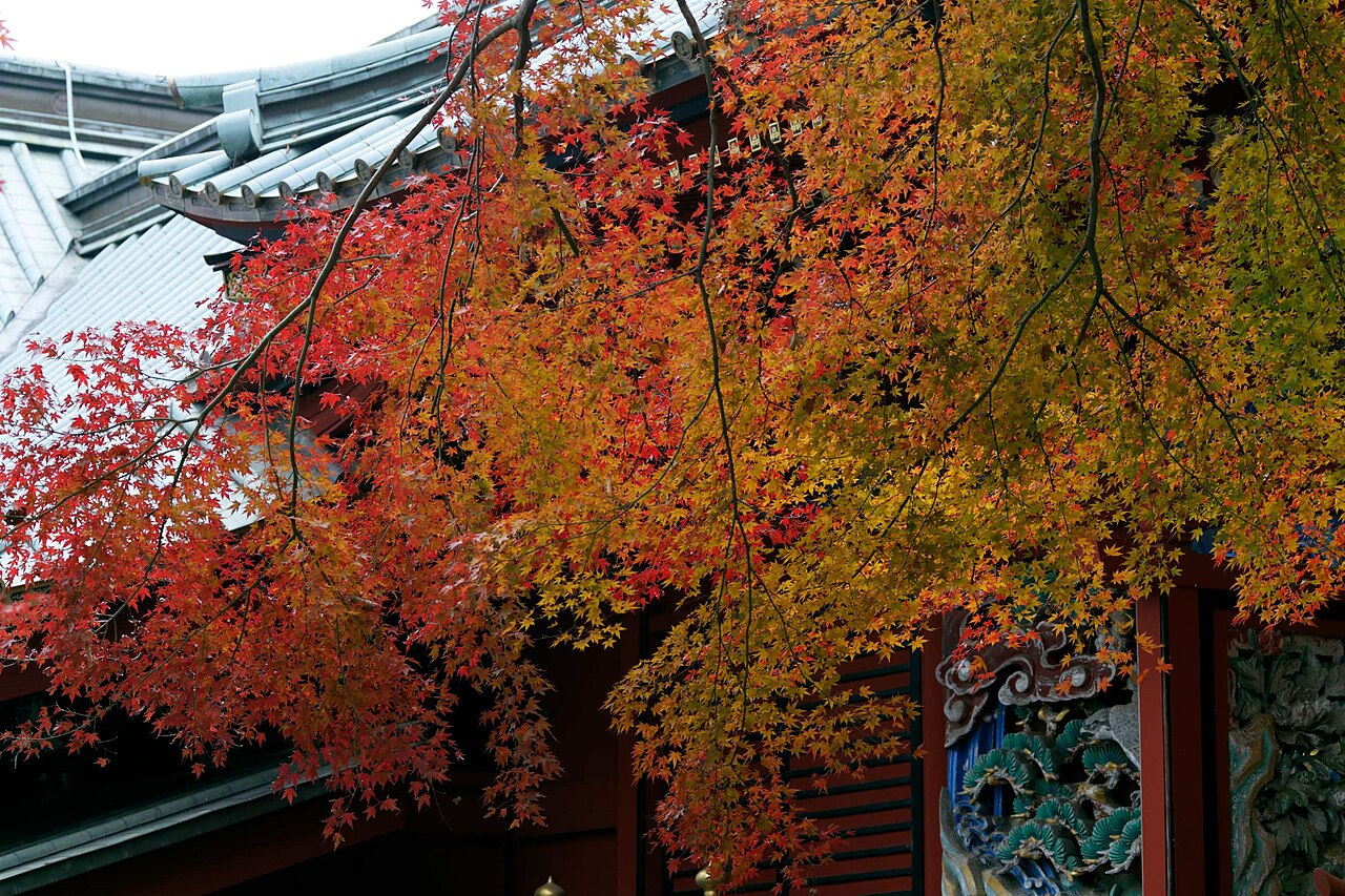 Autumn leaves at Mt. Takao, Hachioji, Japan