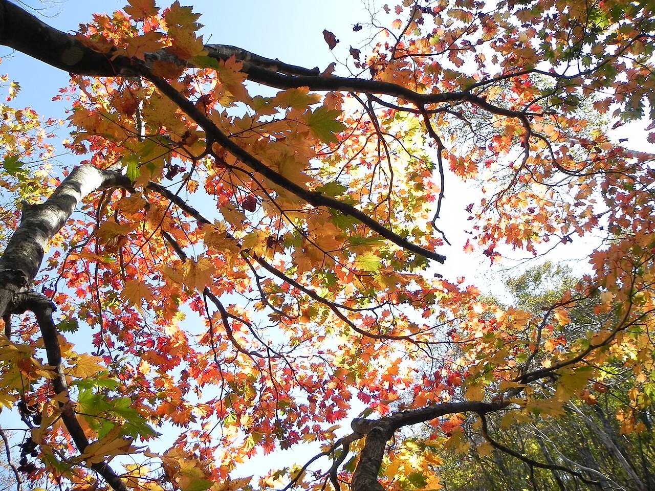 Autumn leaves at Mt. Zao & Zao Onsen, Yamagata, Japan