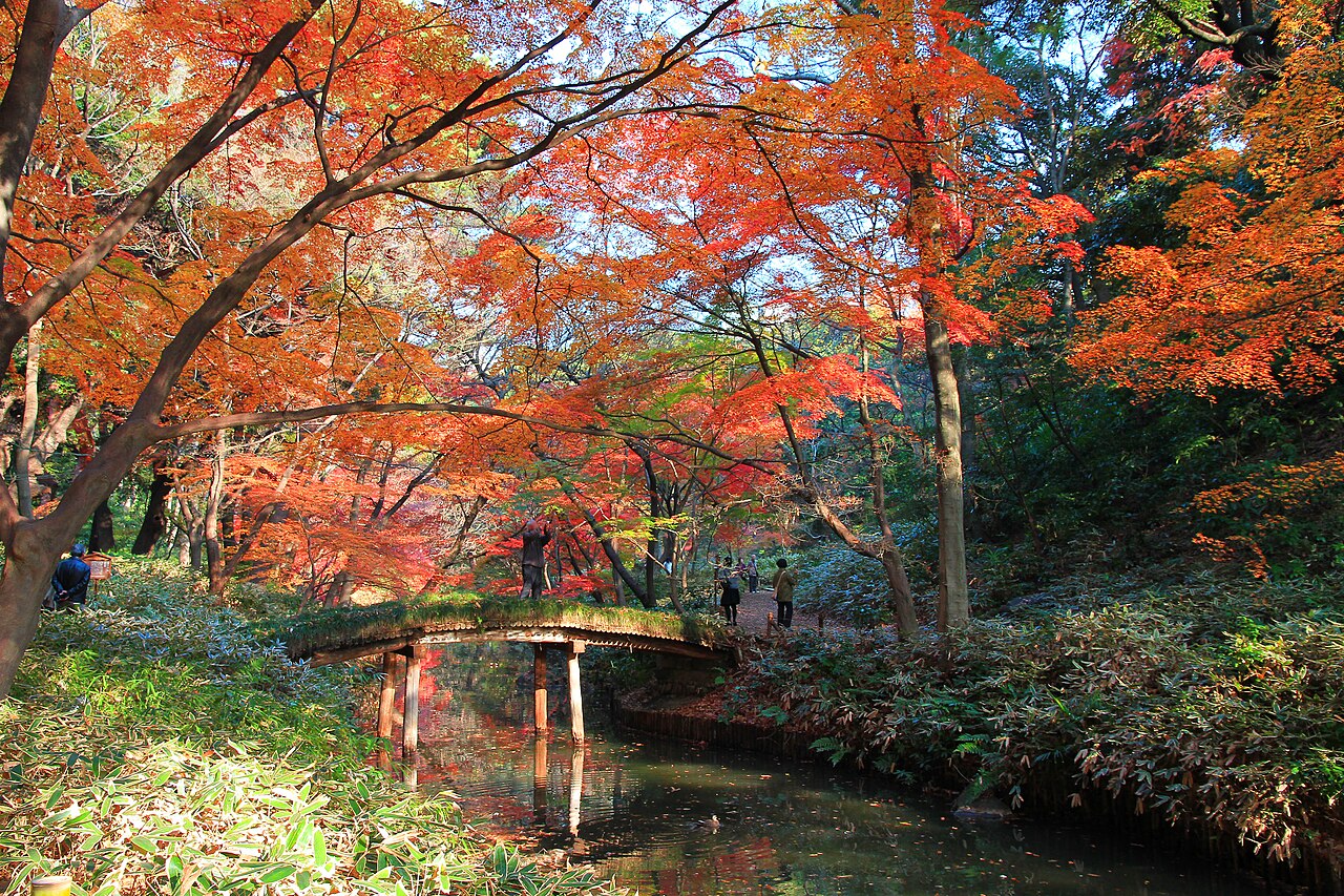 Autumn leaves at Rikugien Garden, Bunkyo, Japan