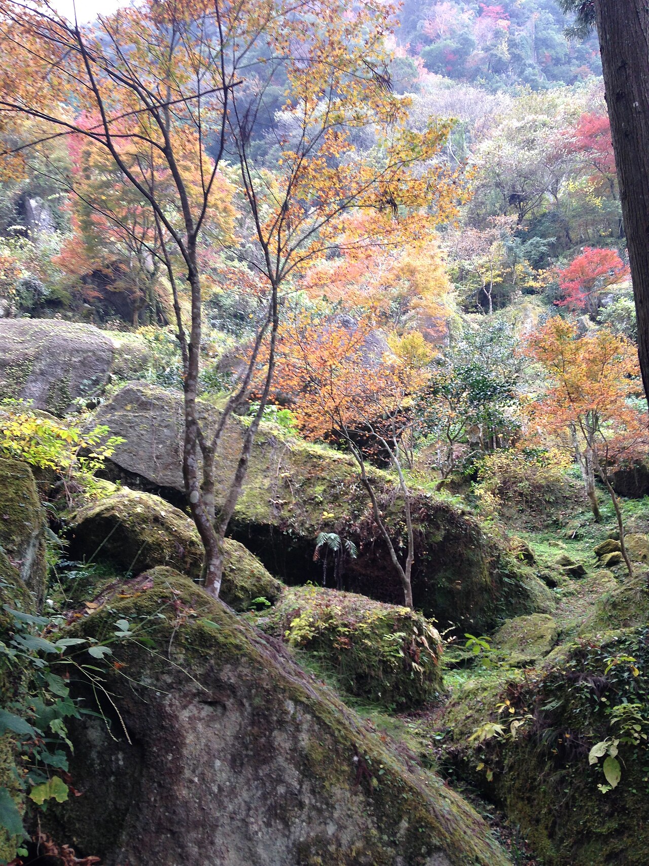Autumn leaves at Yabakei Gorge, Nakatsu, Japan